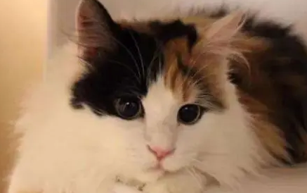 中华田园猫之三花猫 中华田园猫之三花猫