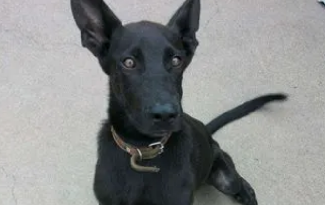 黑狼犬的致命缺点:攻击性比较强! 黑狼犬的致命缺点:攻击性比较强!