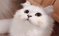 猫咪为什么会冲凉的原因
