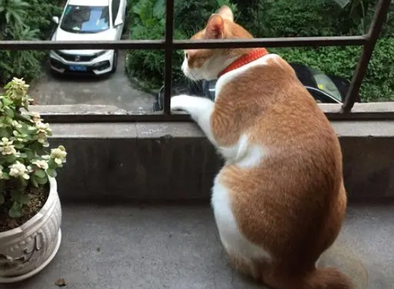 麒麟尾猫很聪明吗 麒麟尾猫很聪明吗