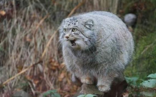 帕拉斯猫为什么不能养