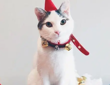 招财猫是什么品种？不妨来看看吧