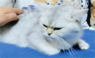 猫一直发情正常吗为什么呢