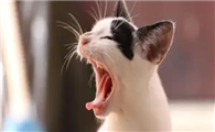 猫咪为什么吃肉会咳嗽呢原因是什么