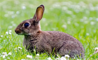 兔子生产前的表现有哪些？