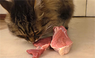 猫咪只能吃牛肉吗为什么呢