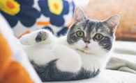 猫咪为什么躺着好玩点