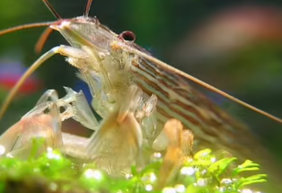 观赏虾好不好养 观赏虾好不好养