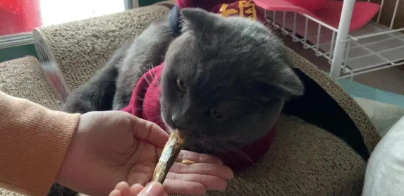 蓝猫吃自己孩子会怎么样呢