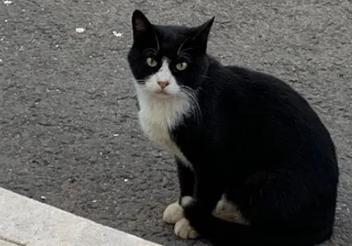 乌云踏雪猫性格