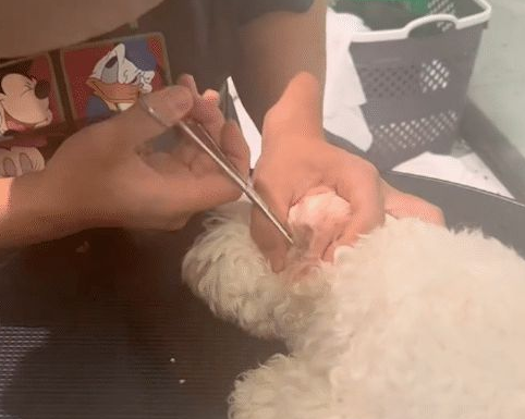 比熊因护食咬伤小孩，主人当街遗弃而去，它坐在原地哀嚎了半小时