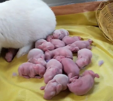新生兔子一天喂几次奶? 新生兔子一天喂几次奶?