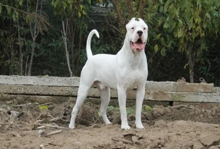 养杜高犬需要注意什么