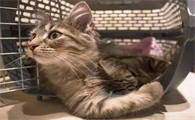 顺丰怎么邮寄宠物猫回家