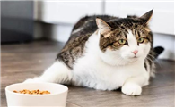 猫不吃不喝什么原因引起的
