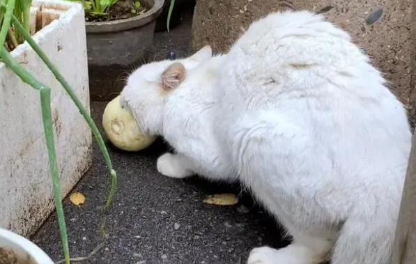 饿到吃香瓜的流浪猫，带回家后被宠物猫嫌弃，它的反应看着心疼
