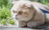 家猫丢了怎么找回来啊