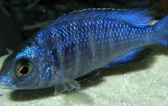 蓝宝石鱼好不好养，生命力顽强容易饲养