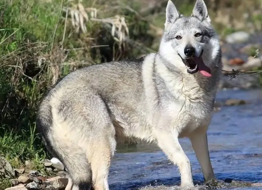 如何正确买捷克狼犬狗粮 如何正确买捷克狼犬狗粮