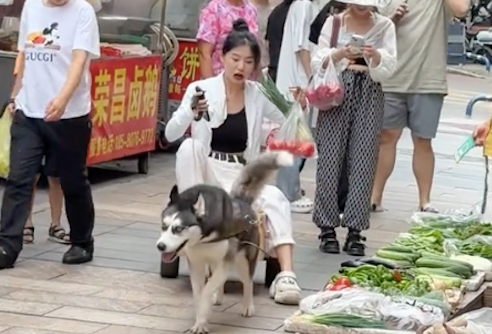 自制狗拉车,让哈士奇去买菜!二哈:这个家没我早散了 自制狗拉车,让哈士奇去买菜!二哈:这个家没我早散了