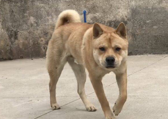 土狗看家怎么样好不好