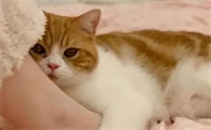 猫咪为什么喜欢和人聊天啊