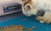 猫呕吐是什么原因引起