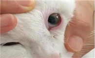 猫单只眼睛眼角发红有黄色分泌物