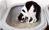 小猫出生多久排便