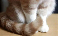 猫咪尾巴皮脂过剩，总是鼓包是什么原因啊？