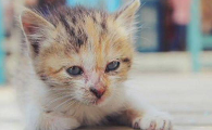 猫咪为什么浑身都是水泡