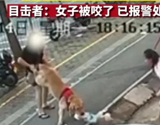 金毛未拴绳,扑倒女子撕咬怀中小狗 金毛未拴绳,扑倒女子撕咬怀中小狗