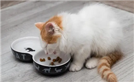 猫咪为什么会生病不会吃饭呢