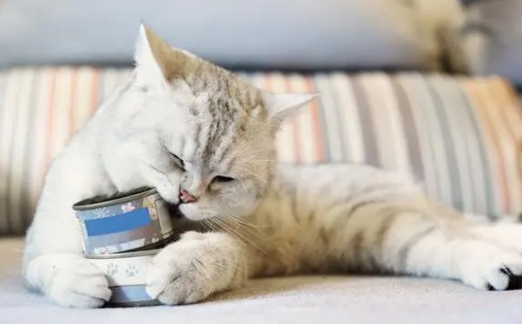 猫猫狗狗吃出一家上市公司,乖宝宠物登陆深交所创业板 猫猫狗狗吃出一家上市公司,乖宝宠物登陆深交所创业板