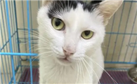 拖枪猫是什么猫，怎么养？