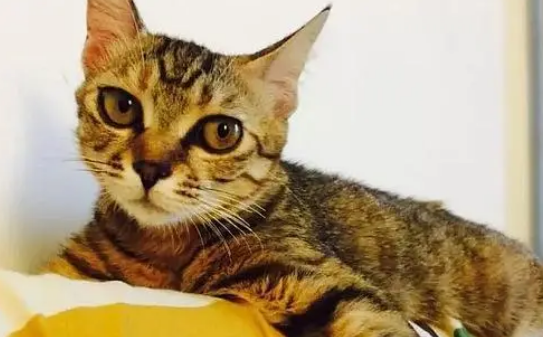 天生折尾猫有什么缺点?建议养吗? 天生折尾猫有什么缺点?建议养吗?