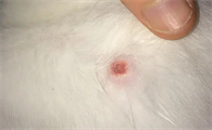 如何判断是不是猫藓呢