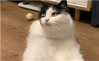 猫咪为什么要做奇怪动作呢