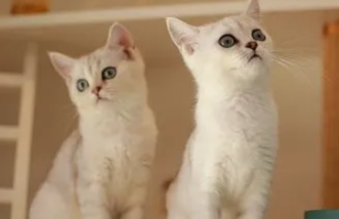 财猫双犬宠物店好吗?不妨来看看吧 财猫双犬宠物店好吗?不妨来看看吧