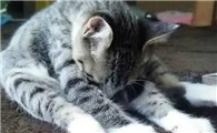 猫为什么突然不抬头看人