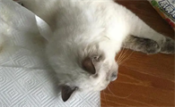 猫子宫蓄脓初期症状有哪些