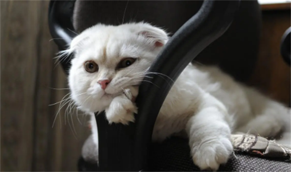 猫咪品种百科:苏格兰折耳猫,如果为它好,记得带上它去做绝育 猫咪品种百科:苏格兰折耳猫,如果为它好,记得带上它去做绝育