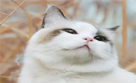 猫咪为什么打架厉害的很凶