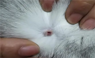猫癣是什么症状特征是什么样的