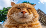 猫咪能吃为什么不长肉呢