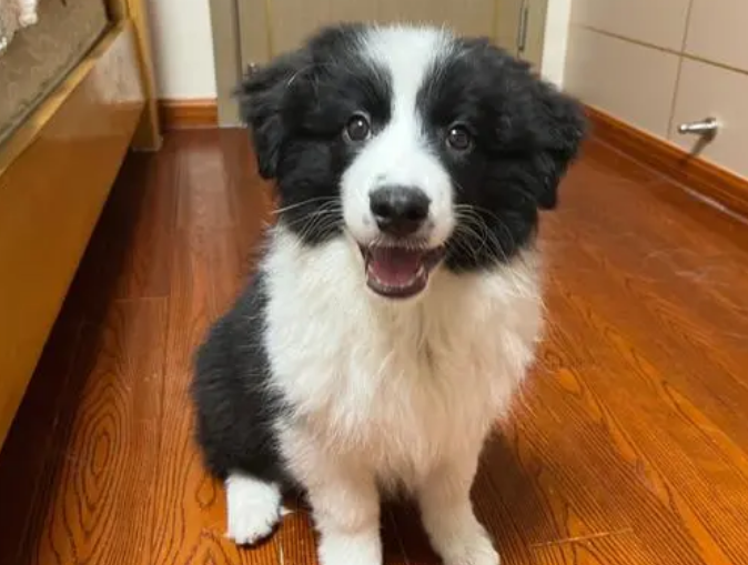 边境牧羊犬的性格怎么样啊