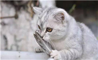 猫咪为什么尿失禁了呢