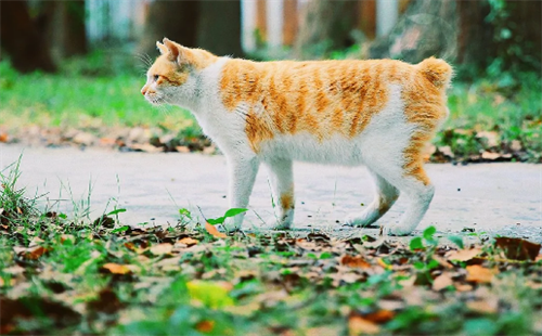 麒麟猫