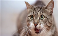 猫咪为什么早上叫不停呢