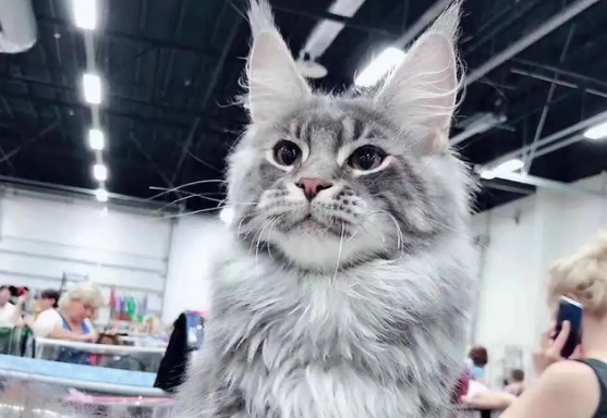 俄罗斯缅因猫和美国缅因猫的区别